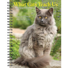 What Cats Teach Us 2026 Engagement Calendar by Glen Dromgoole Other Bo