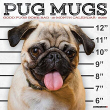 Pug Mugs 2026 12 X 12 Wall Calendar by Willow Creek Press Other Book