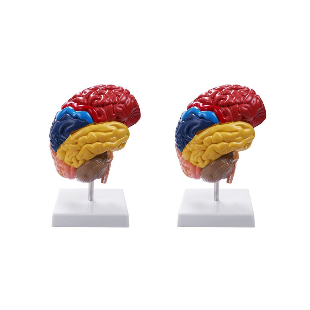 2X Cerebral Anatomical Model Anatomy 1:1 Half Brain Brainstem Teaching Lab Supplies