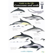 Guide to the UK Cetaceans and Seals by Mark Peter Simmonds Other Book