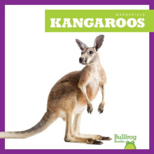 Kangaroos by Natalie Deniston Paperback Book