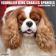 Cavalier King Charles Spaniels 2026 Wall Calendar by Willow Creek Pres