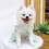 Robe de princesse tutu pour chiens et chats de petite race 5