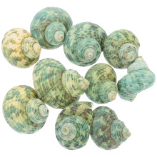Aquarium conch decorations 10 pcs