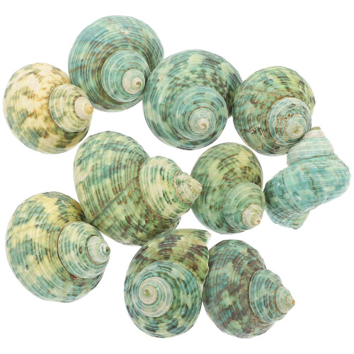 Aquarium conch decorations 10 pcs