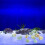 Aquarium conch decorations 10 pcs 2