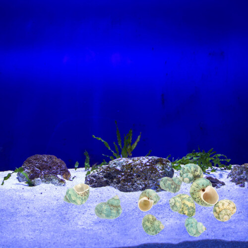 Aquarium conch decorations 10 pcs 1