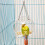 ManTuo window bird feeder with suction cup mount 7