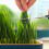 Hydroponic sprouting tray with small holes, reusable 8