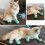 Cat Claw Covers Soft Silicone Anti-Scratch 4 Pcs 7