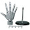 Giyblacko Hand Model with Movable Finger Joints 4