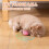 Cat Toy Plush Barking Ball with Catnip 4