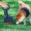 Jacenvly foldable dog poop shovel with bags 4