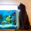 Termómetro digital para acuario LCD negro de alta precisión 6