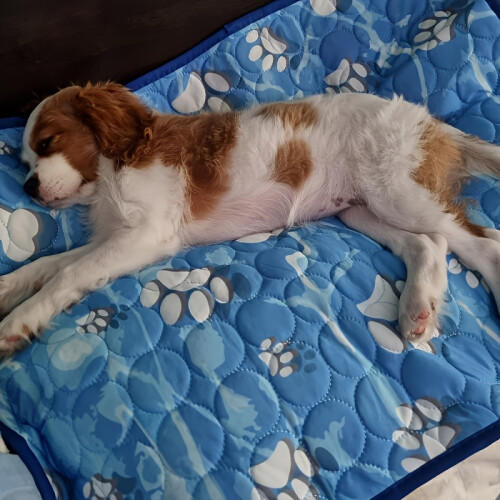 (XL 70*100CM) Thickened Large Dog Ice Cooling Mat For Pets