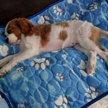 (2XL 100*150CM) Thickened Large Dog Ice Cooling Mat For Pets