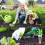Grow Baskets, Hydroponic Seed  Pods Baskets Replacement Compatible Hydroponic Growing System 2