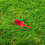 Golf Tee Brush Accessories 5 pcs red 55mm 4