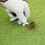 Golf Turf Repair Tool Stainless Steel Divot Fork 6