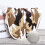 Putter Keeper mallet headcover camouflage 3-pack 4