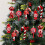 Red Candy Christmas Ornaments 20 pcs 2