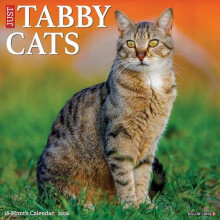 Tabby Cats 2026 Wall Calendar by Willow Creek Press Other Book