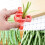 Runskmd handheld circular vegetable slicer for green and 8