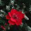 Røde kunstige julestjerne glitterblomster 12 stk 6