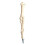 Bone-shaped ballpoint pen 1 ml 1