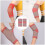 Elbow Protector Latex Nylon 2 pcs 3