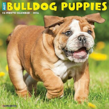 Bulldog Puppies 2026 12 X 12 Wall Calendar by Willow Creek Press Other