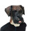 Bulldoggen-Latexmaske 2