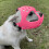 Dog Muzzle for Short-Snout Breeds Breathable Mesh 6