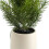 Faux Pine Tree Plastic Grey Pot 17 Inch Tabletop Christmas 2