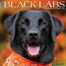 Black Labs 2026 Wall Calendar by Willow Creek Press Other Book