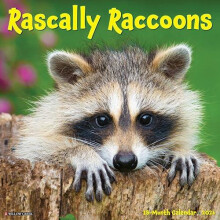 Rascally Raccoons 2026 Wall Calendar by Willow Creek Press Other Book