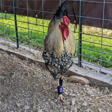 Gamefowl Rooster Leg Guard Care Legs Protection Foot Covers Cockfighting Training Supplies Rooster Leg Wraps Pads, 4PCS