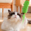 Siliconen katten Selfs Groomer Kattengezichtskrabbers-Groente 11