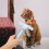 Pet Nail Rake Hond Verzorging Haarverwijdering 8
