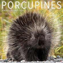 Porcupines 12 X 12 Wall Calendar by Willow Creek Press Other Book