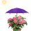 (Purple, -) Σωλήνες πισίνας, συσκευή επίπλευσης αφρού 7