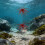 (Red#L, -) Ξύλινο Ρολόι, Γάτα 3