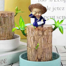 (D) 4-Piece Brazilian Wood Potted Plant Decor Set, Perfect for Home & Office Decoration_qlsg