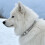 Collier accessoire pour animaux de compagnie, collier-Argent 30 11
