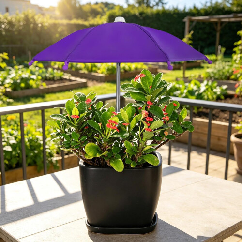 (Purple, -) 2 Φορέματα, Κάλυψη 2