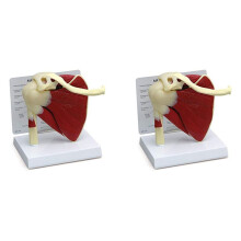 2X Muscle Shoulder Model, Human Anatomy Right Shoulder Joint Muscle Model, Doctor Office and Classroom Anatomy Model