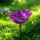 (Purple, 6 inches in diameter) 2 Κλειδιά, Κλειδί υποδοχής 1