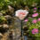 (Lotus-LightPink, -) Φύλλο καρύδας, φιλικό προς το περιβάλλον 1