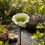 (Lotus-LightGreen, -) Φύλλο καρύδας, φιλικό προς το περιβάλλον 1