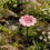 (S-Sunflower-Pink, -) Φύλλο καρύδας, φιλικό προς το περιβάλλον 1